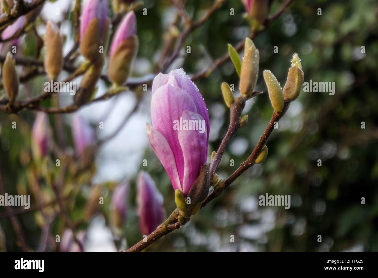 magnolia in fiore, Amburgo, Germania, Europa Foto Stock