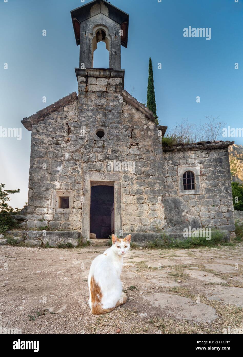 Accanto alla Fortezza di Cattaro. La bella giovane felina con calma si trova nell'antico cortile di un vecchio ormai disusato chiesa situata tra splendidi stunniti Foto Stock