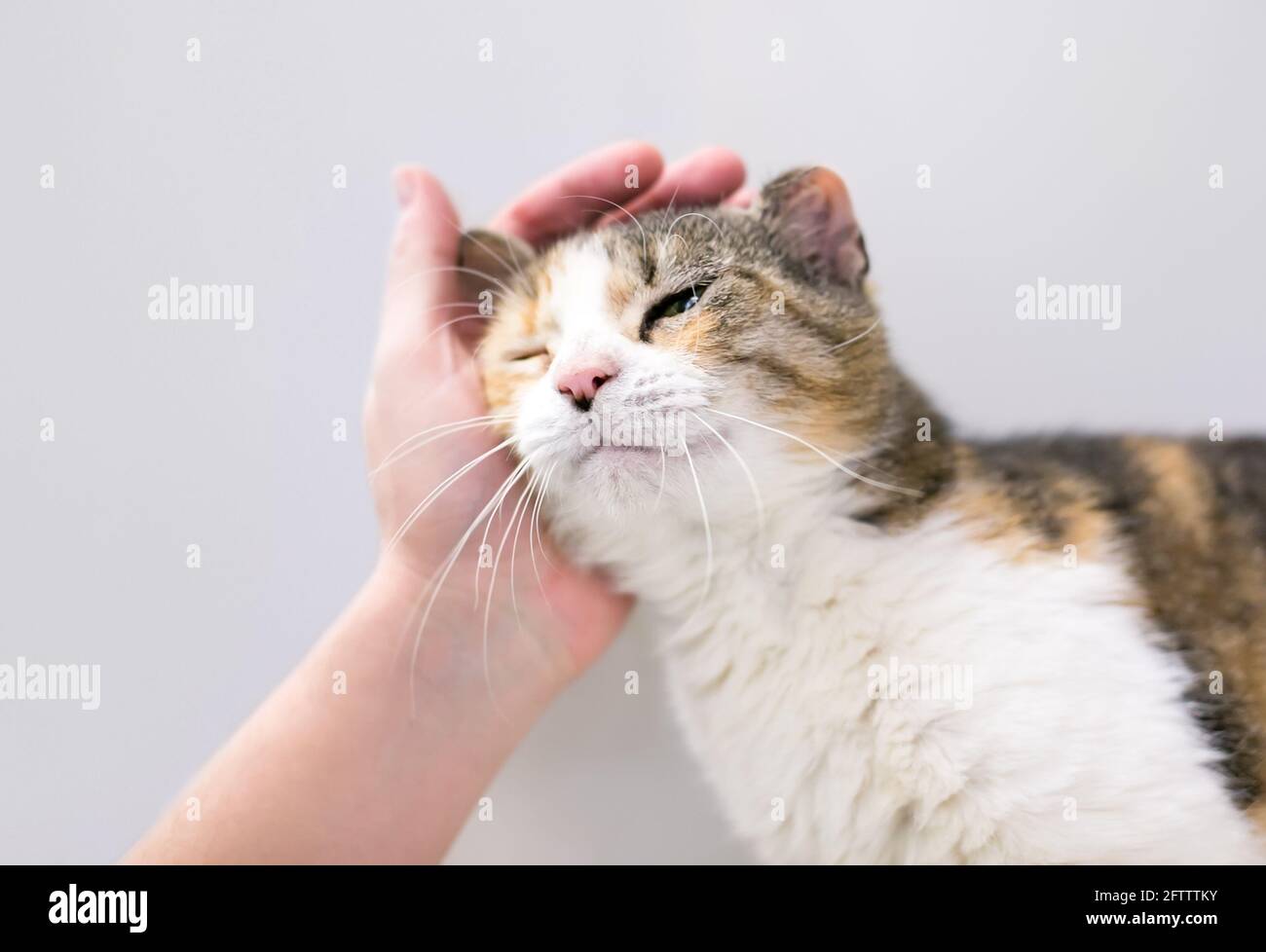 Una persona che accarezzava un gatto tabby calico con 'orecchio cavolfiore', una deformità causata da una lesione o ematoma dell'orecchio Foto Stock