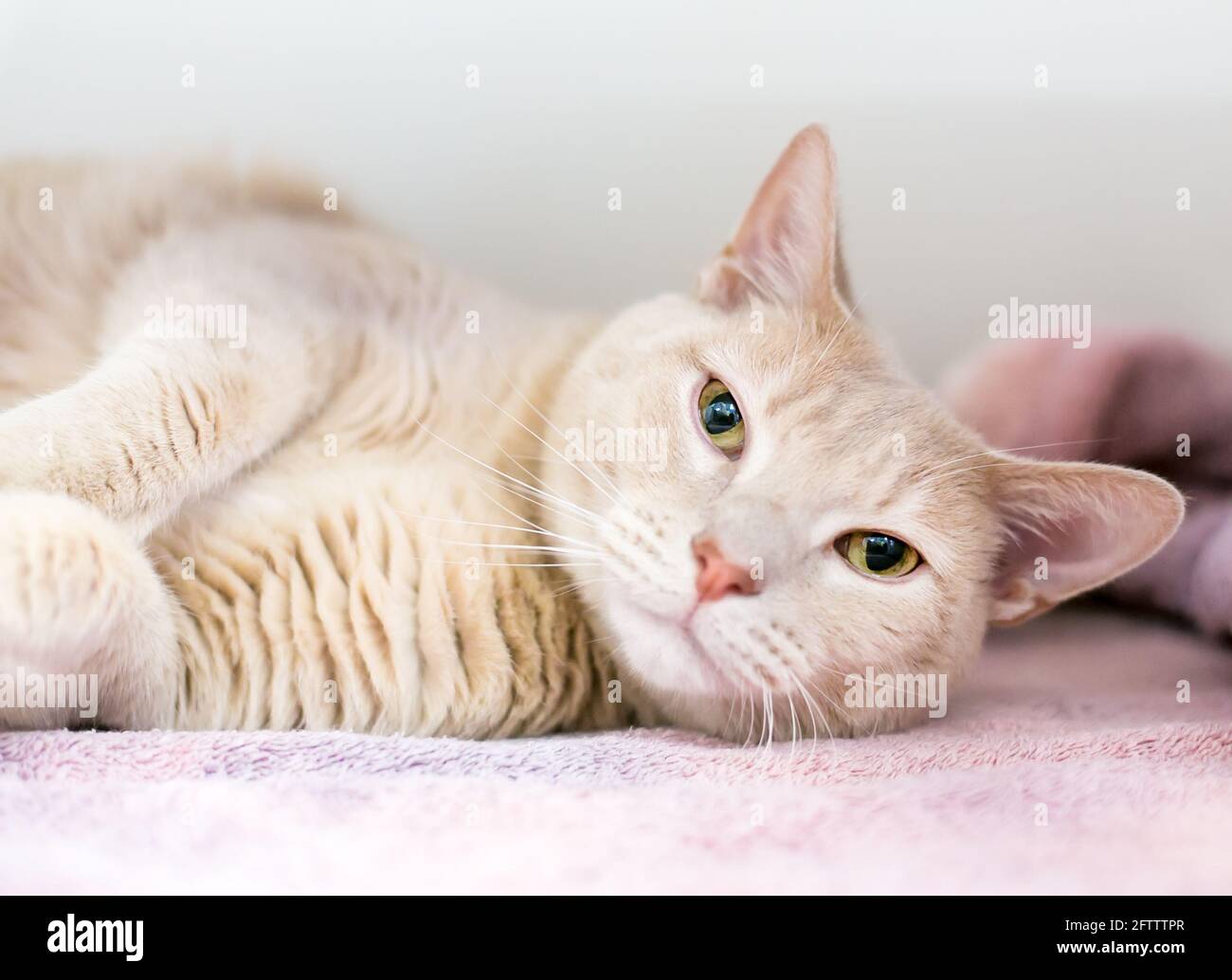 Un gatto pigro tabby shorthair sdraiato su una coperta e guardando la fotocamera Foto Stock