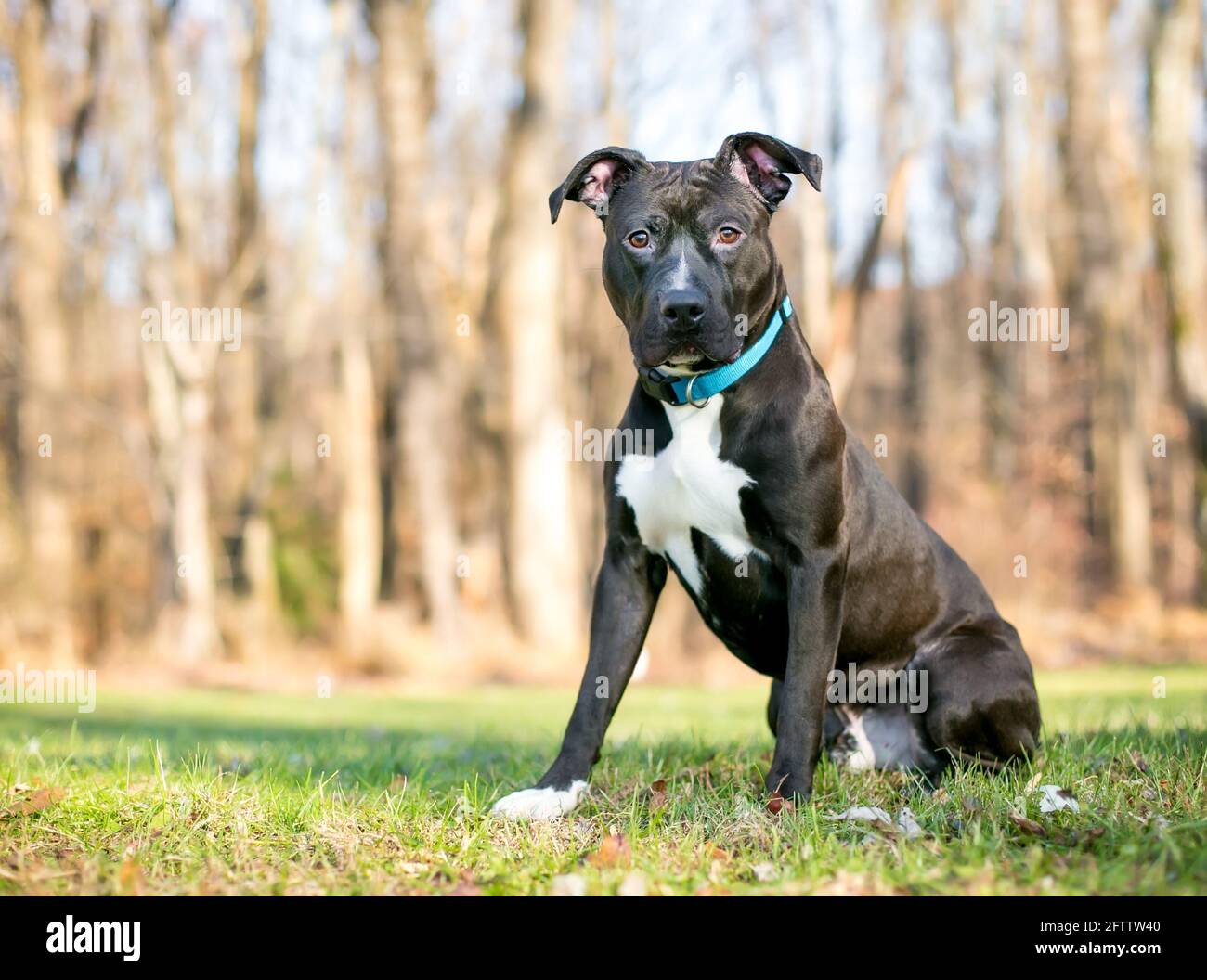 Un cane di razza mista Pit Bull Terrier bianco e nero con un collare blu seduto all'aperto Foto Stock