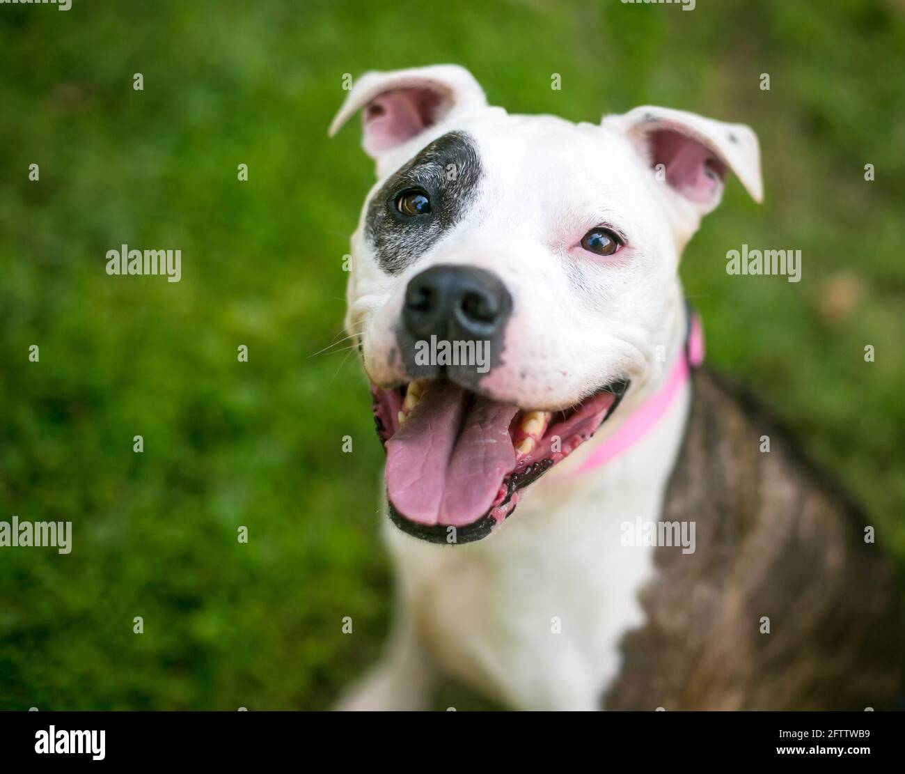 Un felice Pit Bull Terrier razza mista cane con brindle e contrassegni bianchi che guardano verso l'alto Foto Stock