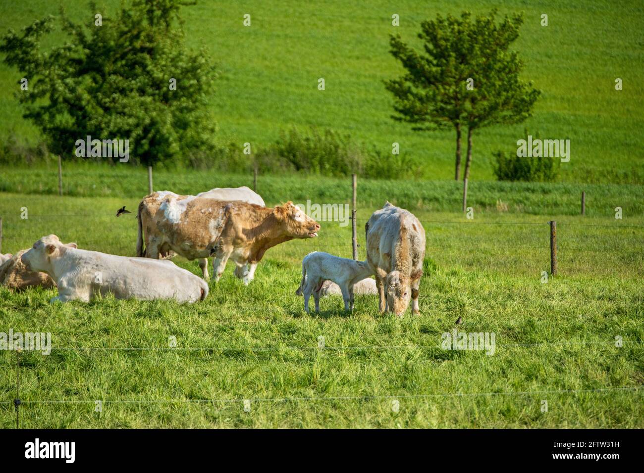 vacche felici nel prato, libero, libertà, natura, benessere degli animali Foto Stock