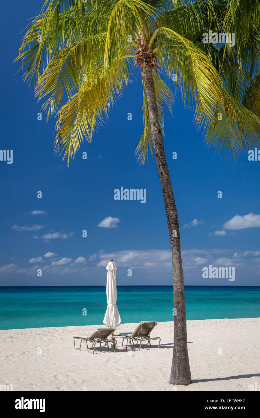 Palm Tree e sdraio in spiaggia lungo la spiaggia Seven-Mile, Grand Cayman, Isole Cayman, West Indies Foto Stock