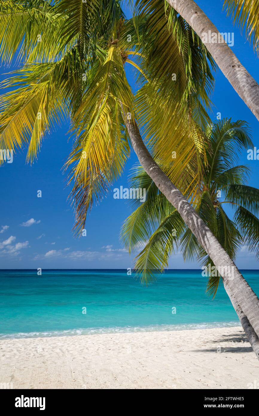 Palme e acqua turchese lungo la spiaggia Seven-Mile, Grand Cayman, Isole Cayman, West Indies Foto Stock