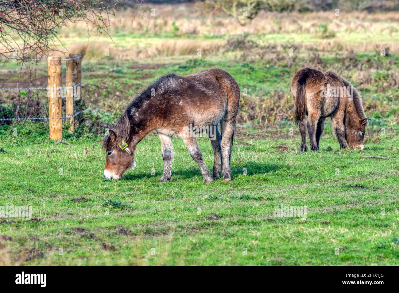 Exmoor Ponies ha introdotto al progetto di riavvizzimento di Ken Hill come animali da pascolo di conservazione. Pony sul colletto sinistro con tracciamento satellitare. Foto Stock