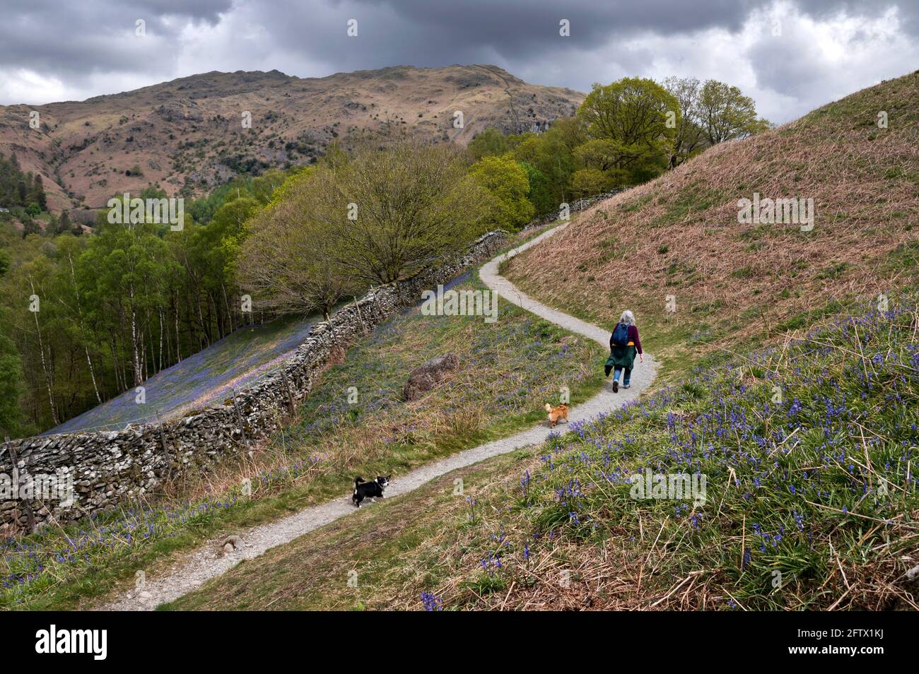Camminando sopra Rydal Water, Lake District National Park, Cumbria, Regno Unito. Bluebells sono in fiore. Foto Stock
