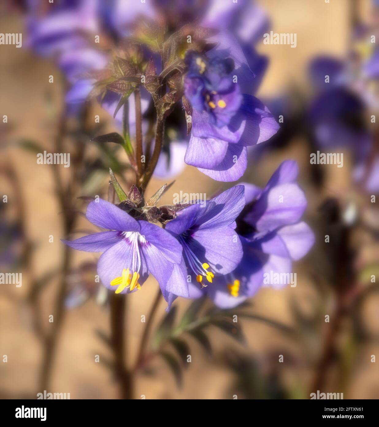 Polemonio Yezeense var Hidakanum – Bressingham fioritura viola, primo piano ritratto di piante naturali Foto Stock