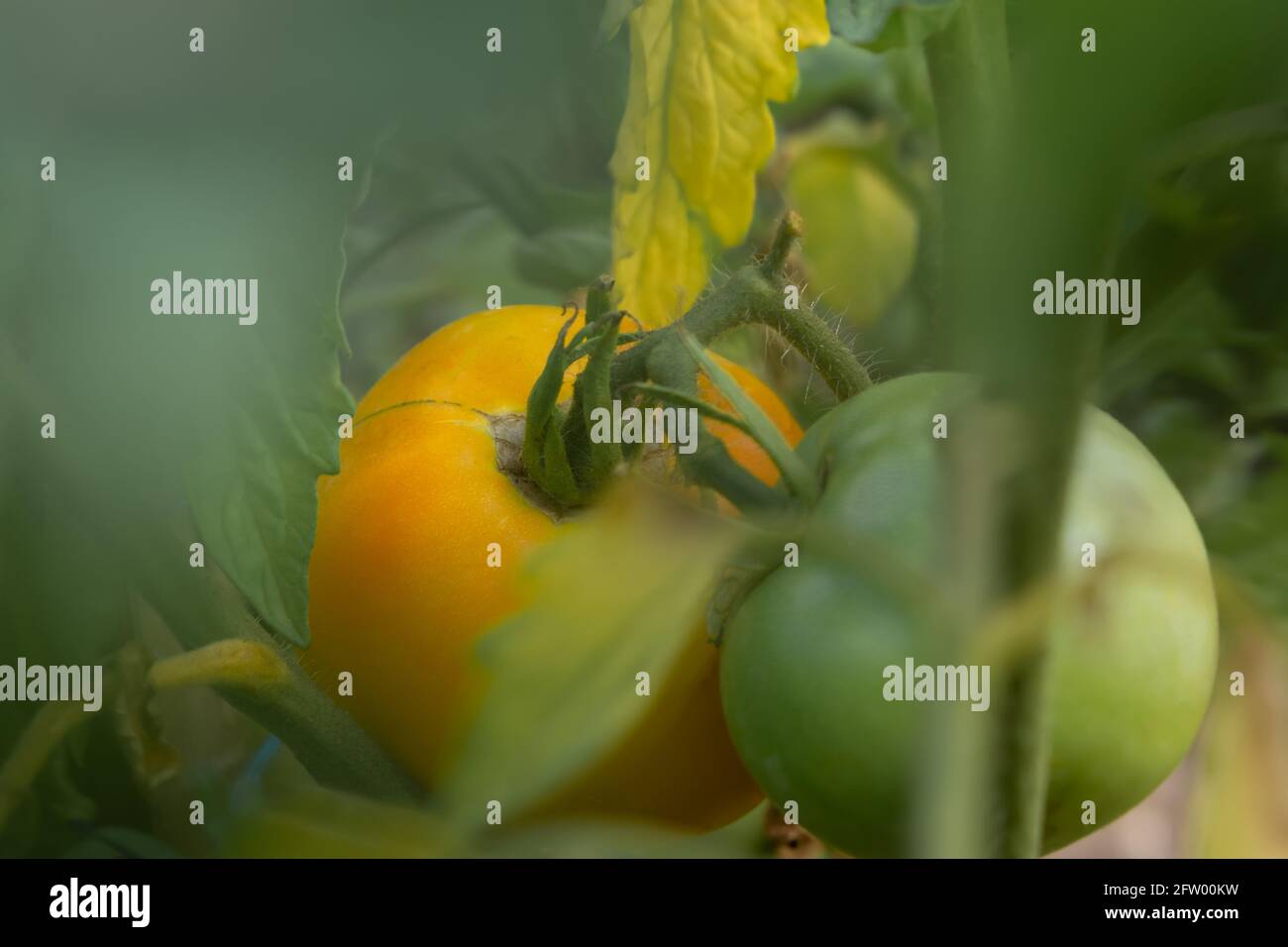 Pomodori gialli che crescono nel giardino in serra. Maturazione del pomodoro su un ramo del giardino. Il concetto di agricoltura, corretto e sano n Foto Stock
