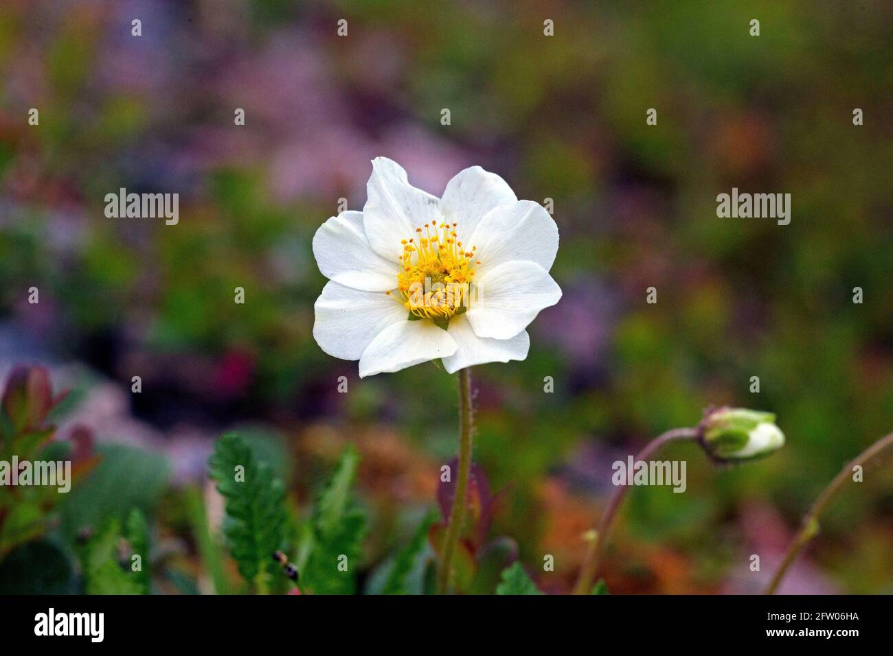 Mountain Avens (Dryas octopetala) Foto: Bengt Ekman / TT / codice 2706 Foto Stock