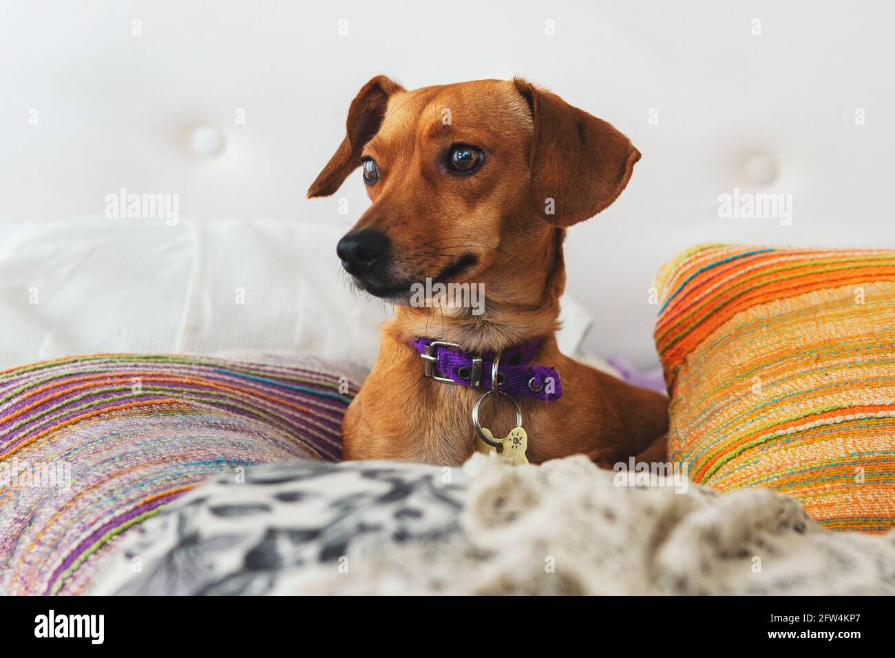 Piccolo cane marrone carino adagiato in un comodo letto circondato da cuscini colorati e che guarda alla finestra. In interni con luce naturale soffusa Foto Stock
