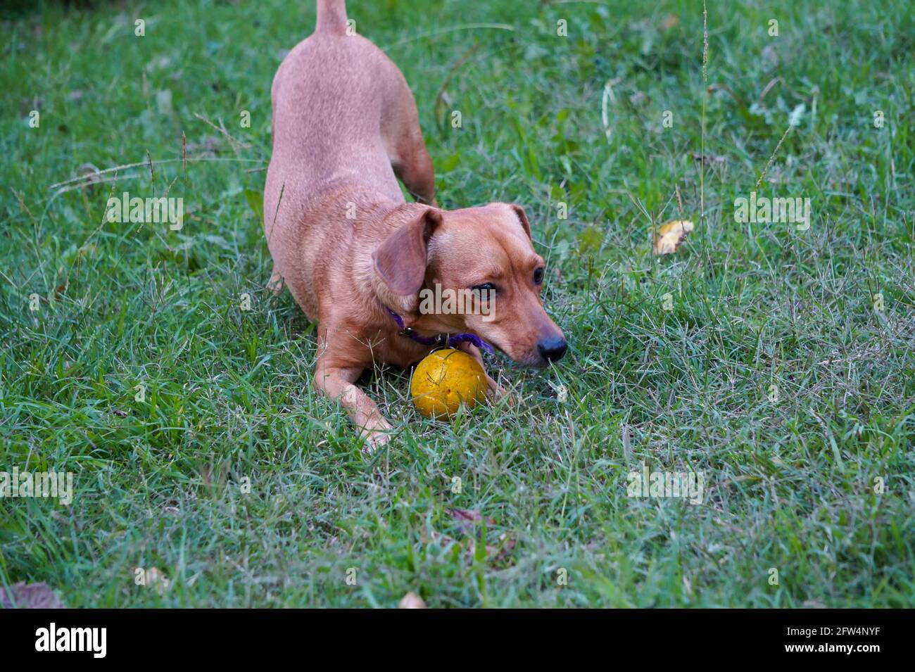 Piccolo cane carino che gioca in un giardino di erba verde con una palla gialla. Portato all'aperto in un pomeriggio estivo Foto Stock