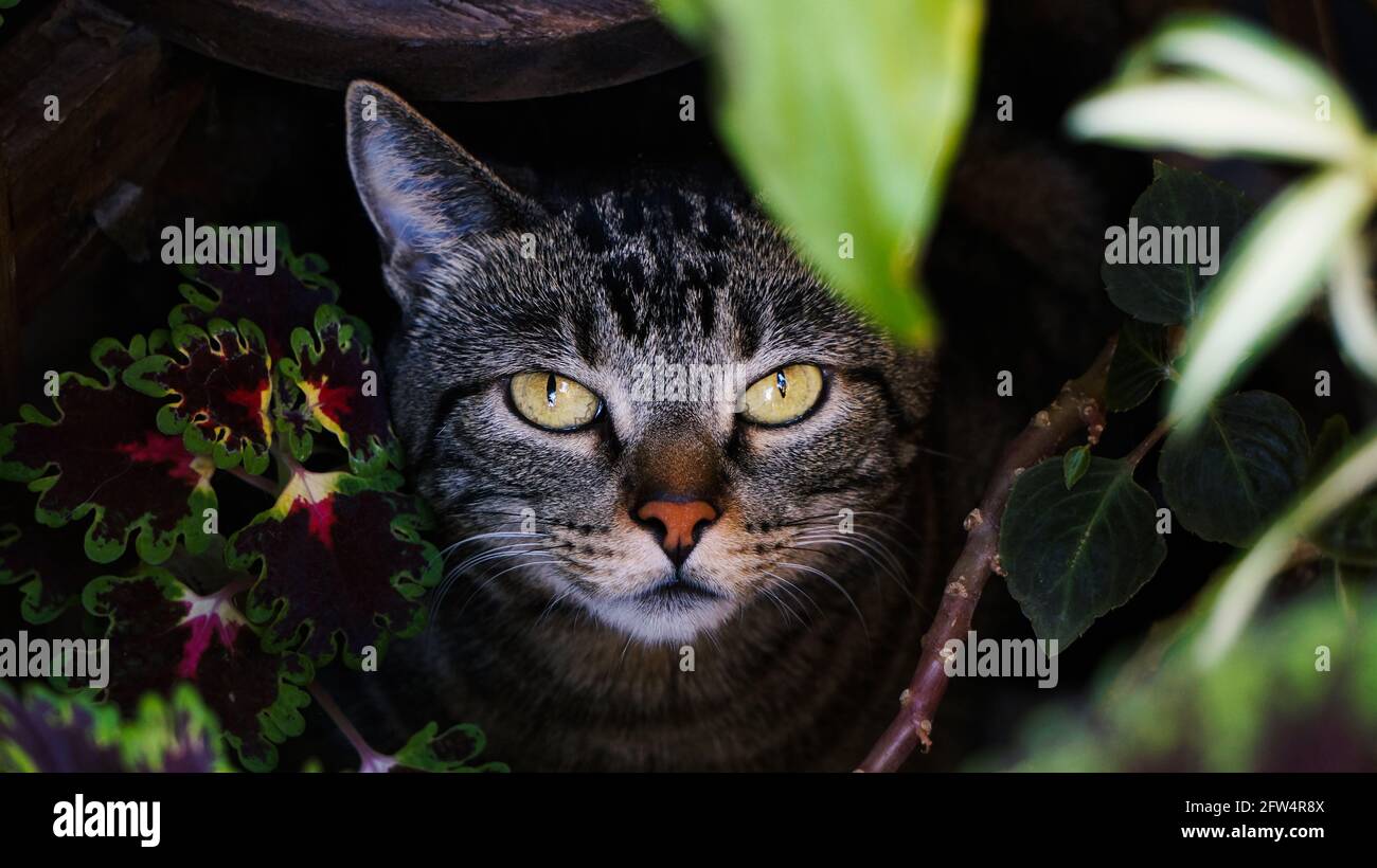 Piccolo gatto domestico carino nascosto nel giardino circondato da piante colorate e guardando alla macchina fotografica. Portati all'aperto in una calda mattina d'estate. Foto Stock