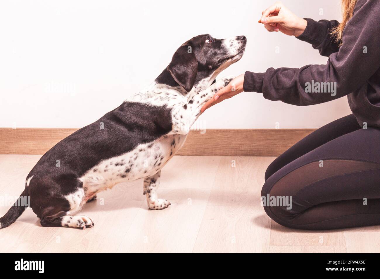 Una donna irriconoscibile allena il suo cane Basset Hound insegnandolo a zampicare con una ricompensa. Concetto di animali domestici e persone Foto Stock