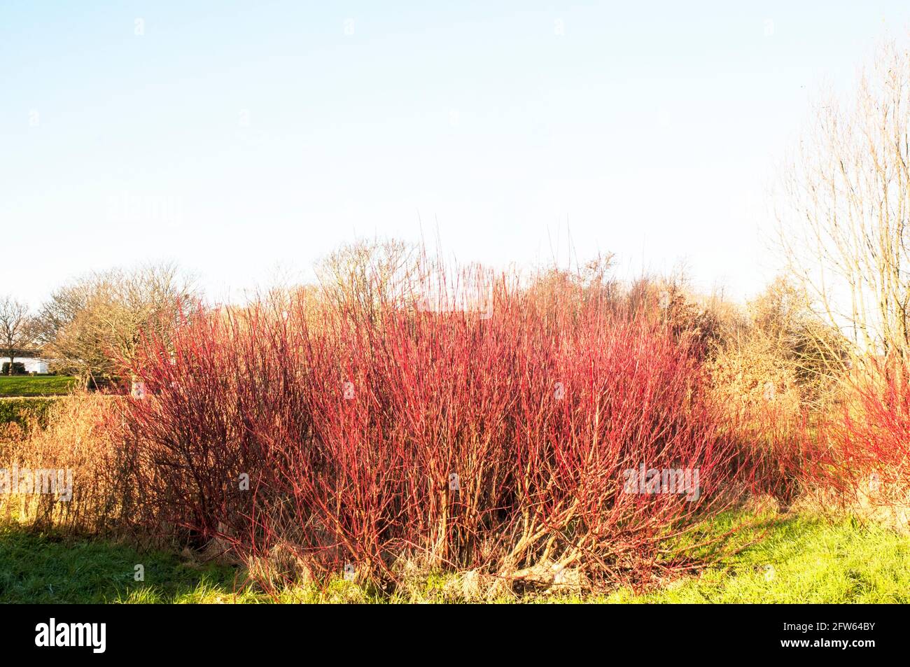 Cornus alba sibirica Sanguinello ha colore rosso rami d'inverno. Aggiunge colore in inverno quando le foglie hanno tutti i caduti Foto Stock