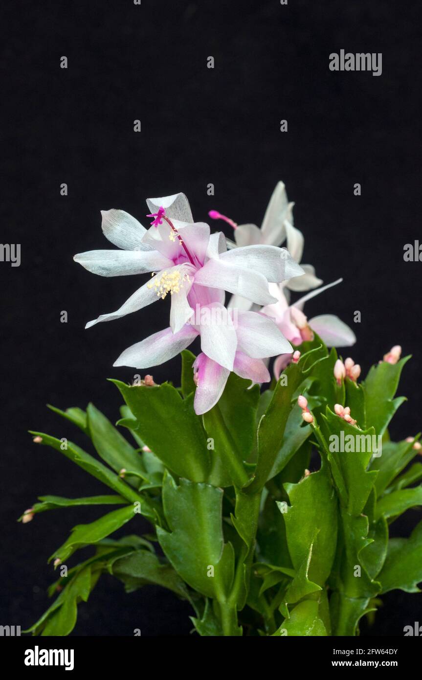 Primo piano della fioritura invernale di Schlumbergera truncata o di Crab cactus con fiori bianchi, il membro della famiglia delle cactaceae cresce all'interno come gelo tenero Foto Stock