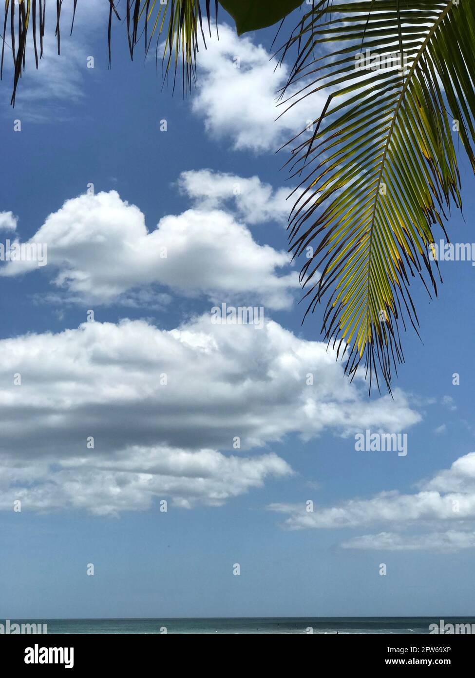 Cielo con nuvole bianche e fronde di palme incorniciano una giornata tropicale estiva. Foto Stock