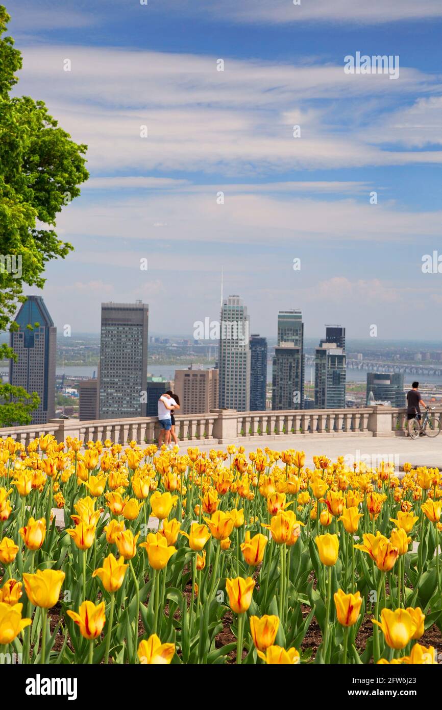 Skyline di Montreal con tulipani gialli in primo piano, Quebec, Canada Foto Stock
