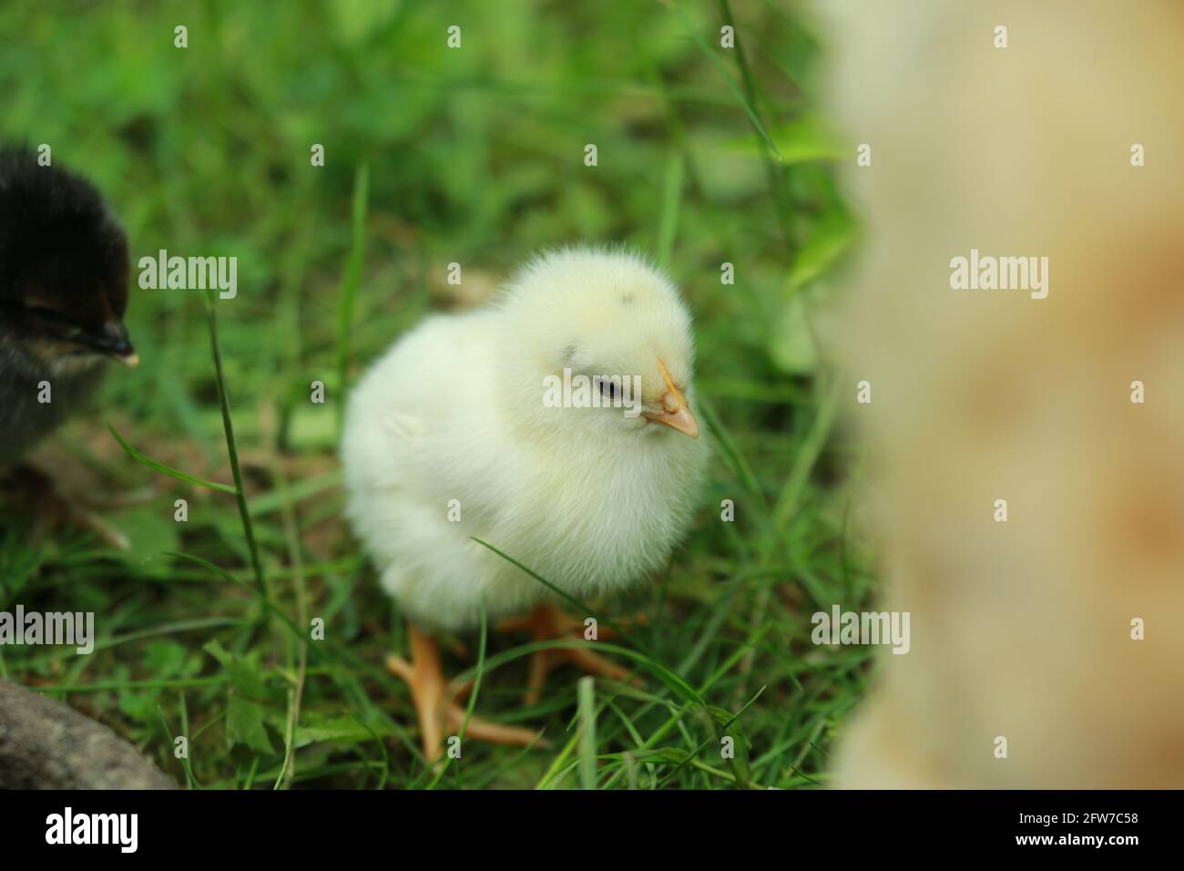 Un po' di pollo in erba Foto Stock