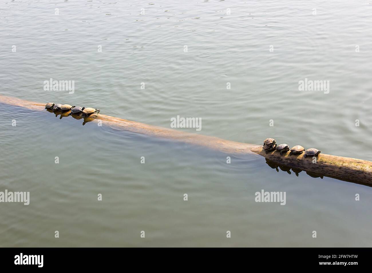 Le tartarughe sui tronchi in acqua. Foto Stock