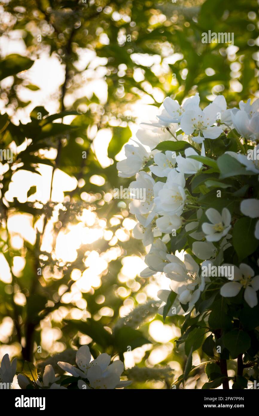 Primo piano sui fiori di mela bianchi di neve in un giorno di maggio Foto Stock