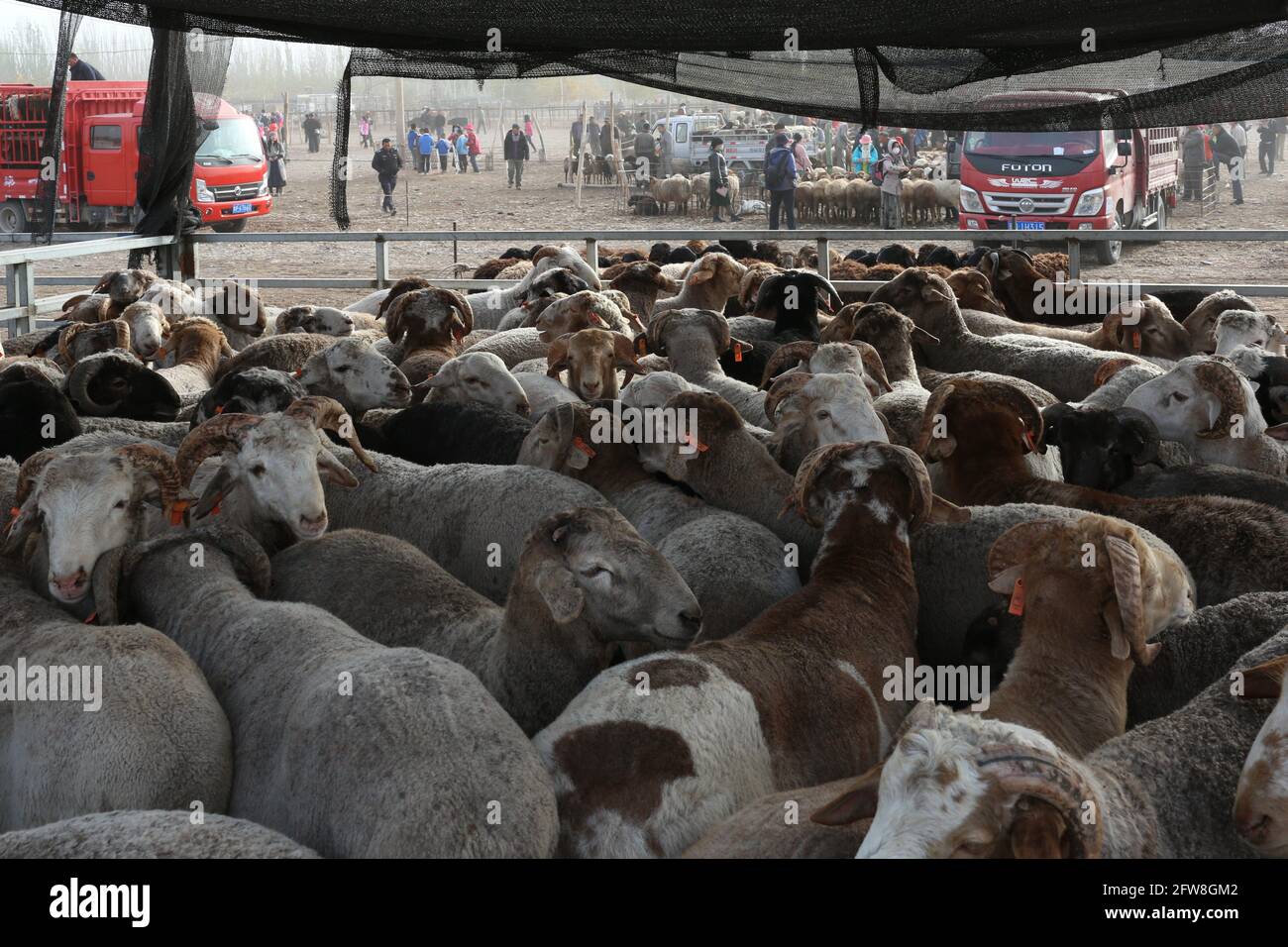 Domenica Animali fiera vicino Kashgar, Xinkiang, Repubblica popolare di Cina, 2019 Foto Stock