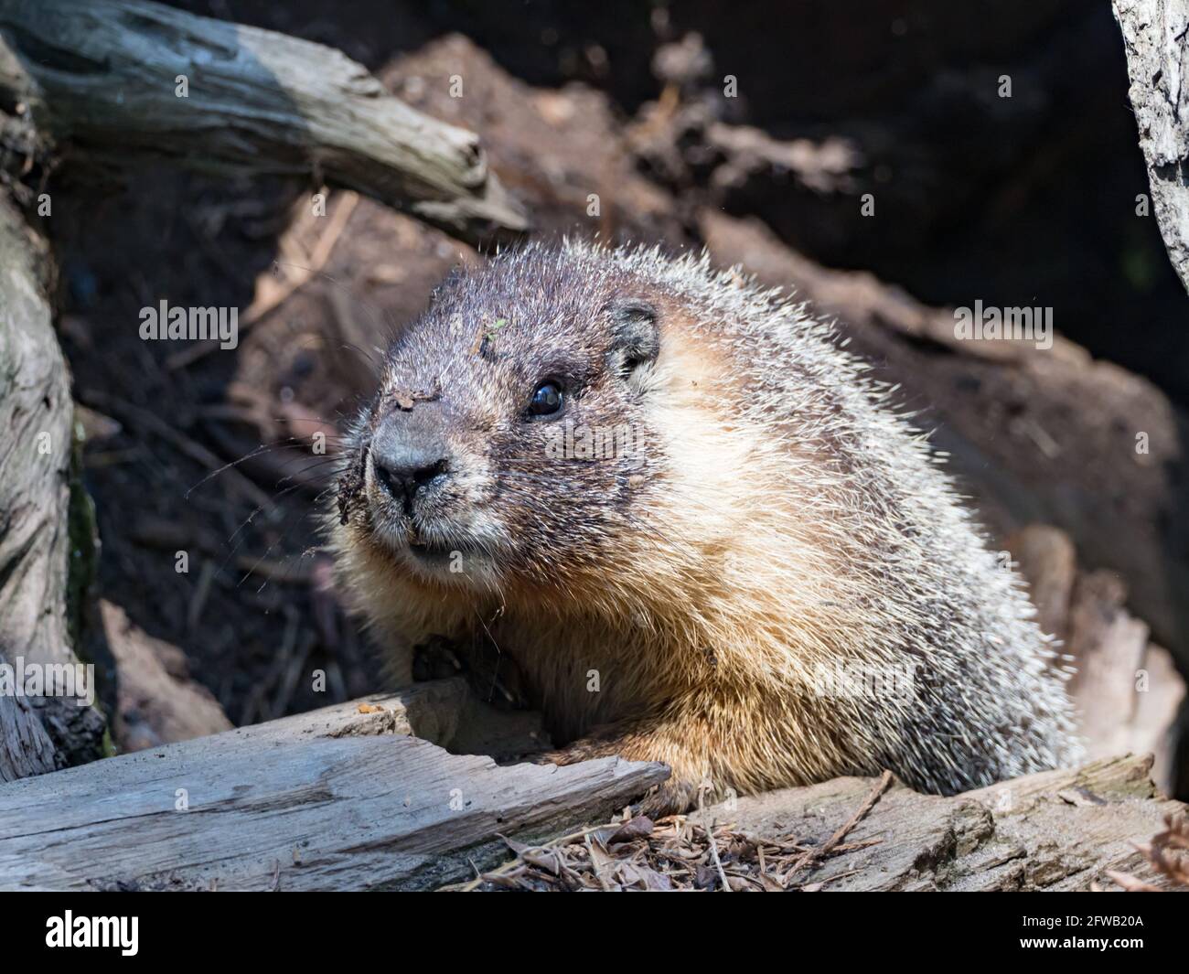 Marmota flaviventris, la marmotta dal colore giallo, nel Sequoia National Park, California, USA Foto Stock