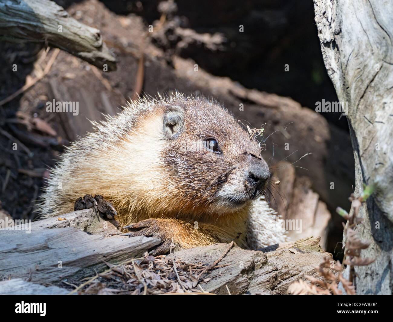 Marmota flaviventris, la marmotta dal colore giallo, nel Sequoia National Park, California, USA Foto Stock