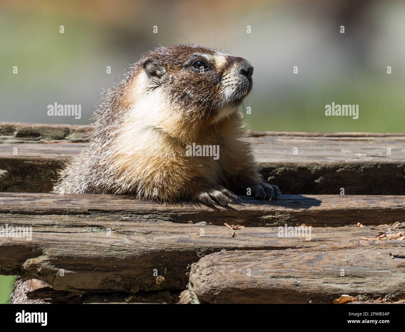 Marmota flaviventris, la marmotta dal colore giallo, nel Sequoia National Park, California, USA Foto Stock