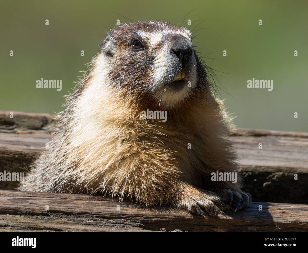 Marmota flaviventris, la marmotta dal colore giallo, nel Sequoia National Park, California, USA Foto Stock
