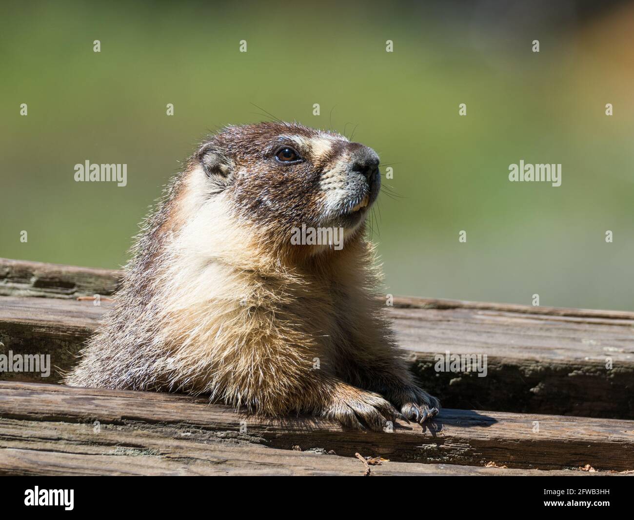 Marmota flaviventris, la marmotta dal colore giallo, nel Sequoia National Park, California, USA Foto Stock