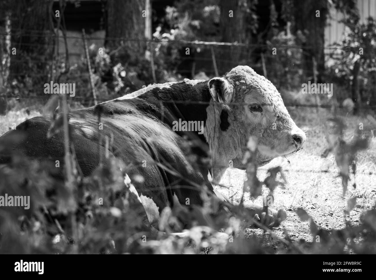 immagine in bianco e nero di un toro hereford seduto un lotto di fienile Foto Stock