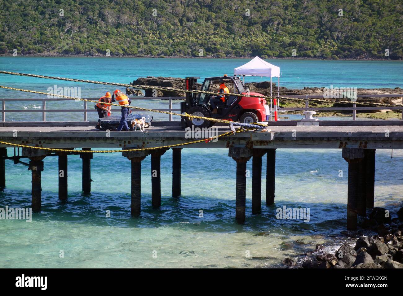 Cani di rilevamento dei ratti e maneggiatori al lavoro al molo che ispeziona le merci che vengono scaricate dall'Island Trader, Lord Howe Island, maggio 2021. No PR o MR Foto Stock