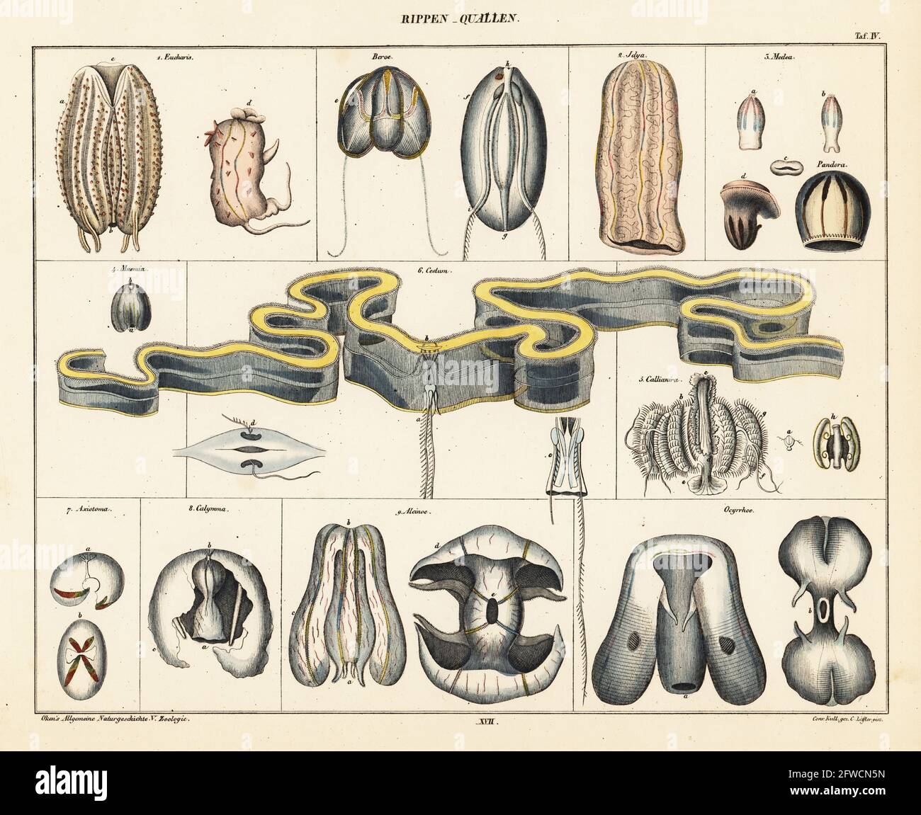 Anatomia delle specie di meduse. Piastra 4. Rippen Quallen. Eucharistia, Beroe, Idya, Medea, Pandora, Mnemia, Cestum, Callianira, Axiotoma, Calymma, Alcinoe, e Ocyrhoe. Litografia colorata a mano di C. Loffler dopo un'illustrazione di Conrad Kull dalla storia naturale universale di Lorenz Oken, Allgemeine Naturgeschichte fur alle stande, Stoccarda, 1841. Foto Stock