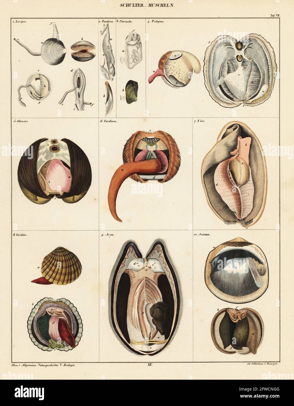 Anatomia dei molluschi bivalvi. Piastra 7. Schulter Muscheln. 1 Loripes, 2 Pandora, 3 Petricola, 4 Psilopus, 5 Glossus, 6 Cardium, 7 Unio, 8 Cardita, 9 Arca e 10 Axinoea. Litografia colorata a mano di C. Maier dopo un'illustrazione di Adrian Schleich dalla storia naturale universale di Lorenz Oken, Allgemeine Naturgeschichte fur alle stande, Stoccarda, 1841. Foto Stock