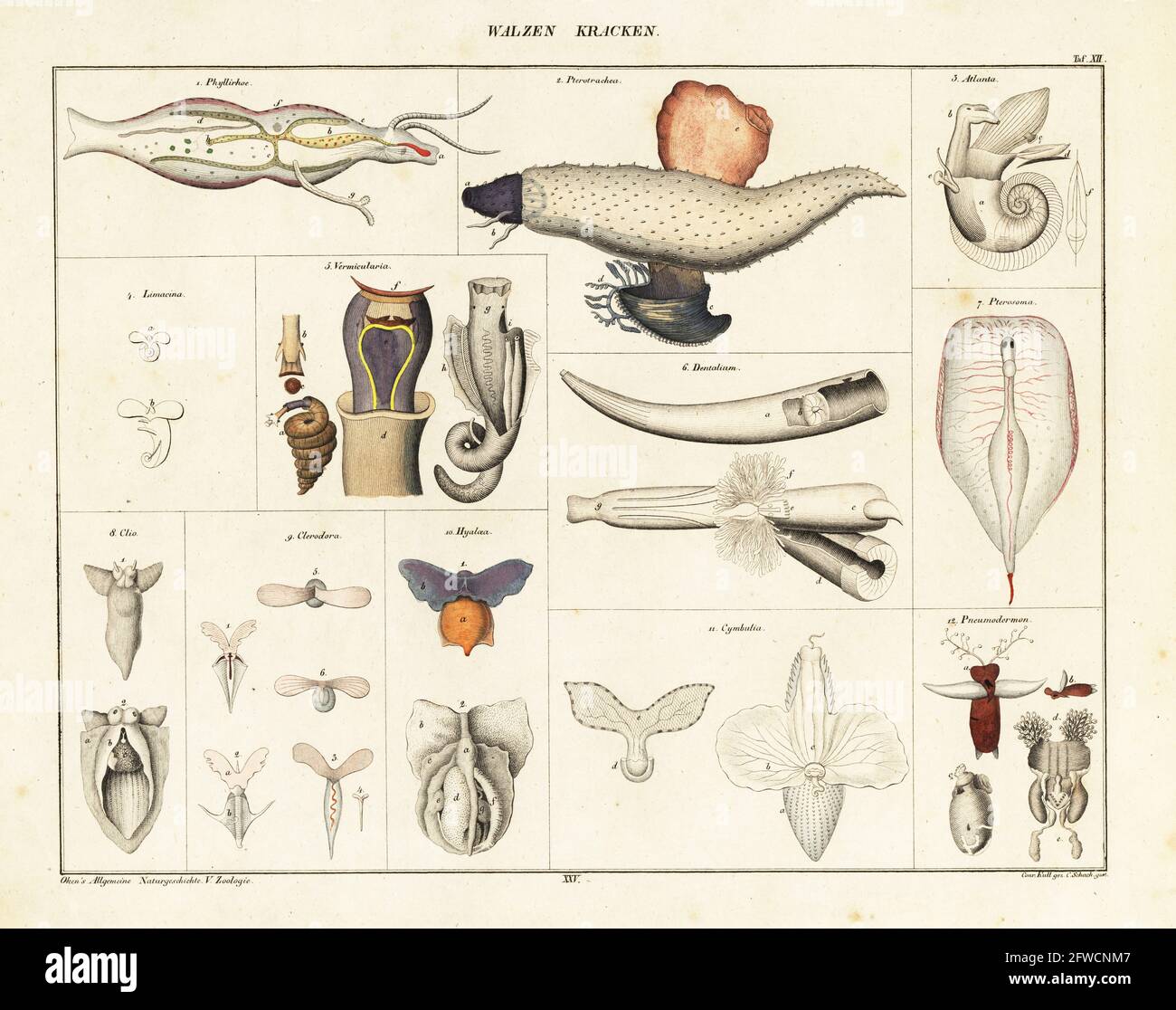Anatomia di vari gasteropodi marini, lumache di mare, angeli di mare, farfalle di mare. Piatto 12: Walzenkracken. Phylliroe lichtensteinii, Pterotrachea, Atlanta peronii, Limacina helicina, Vermicularia, Conchiglia al crepuscolo, Dentalium entalis, Pterosoma planum, Clione limacina, farfalla di mare, Clio piramidata, Cavolinia tridentata, Cymbulia peronii, Pneumomarma violaceum. Litografia colorata a mano di C. Schach dopo un'illustrazione di Conrad Kull dalla storia naturale universale di Lorenz Oken, Allgemeine Naturgeschichte fur alle stande, Stoccarda, 1841. Foto Stock