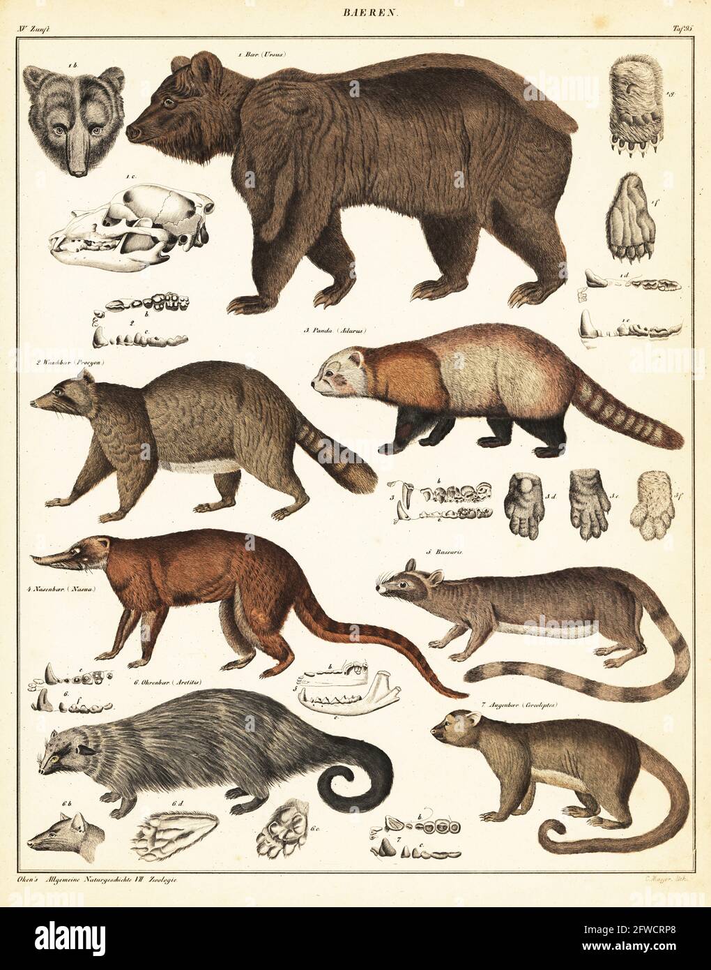 1 orso bruno, Ursus arctos, Baer, 2 procoon, Procyon lotor, Waschbaer, 3 panda rossi, Ailurus fulgens, Panda, 4 coati sudamericani, Nasua nasua, Nasenbaer, 5 gatti ad anello, Bassariscus astutus, Bassaris, 6 binturong, Arctictis binturong, Arctitis, Ohrenbaer, 7 kinkajou, Potos flavus, Cercoleptes, Augenbaer. Litografia colorata a mano di C. Mayer dalla storia naturale universale di Lorenz Oken, Allgemeine Naturgeschichte fur alle stande, Stoccarda, 1841. Foto Stock