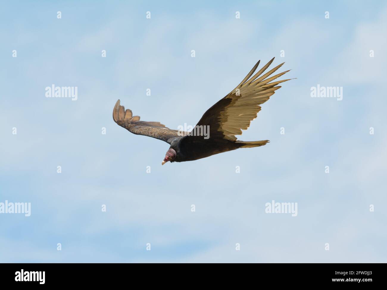 Turchia Vulture in aumento, guardando verso il basso, alla ricerca di cibo Foto Stock