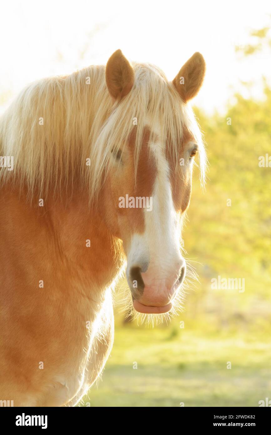 Bel cavallo da traino belga che guarda lo spettatore, illuminato di lato dal sole della mattina presto, con un filtro leggero ammorbidente per un look sognante Foto Stock