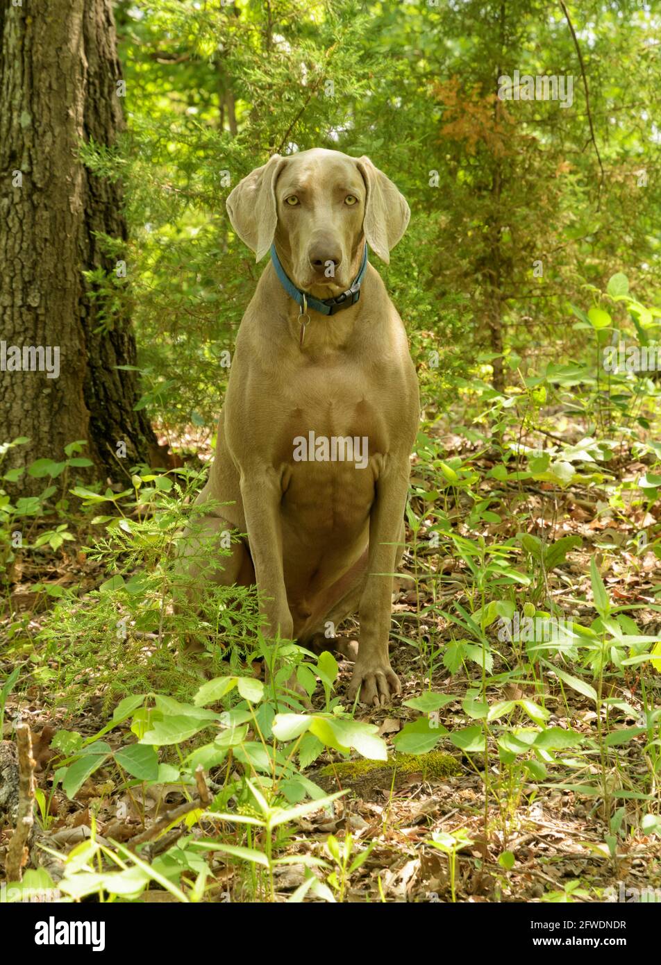 Bel cane Weimaraner seduto all'ombra di alberi nei boschi, guardando lo spettatore con un'espressione amichevole Foto Stock