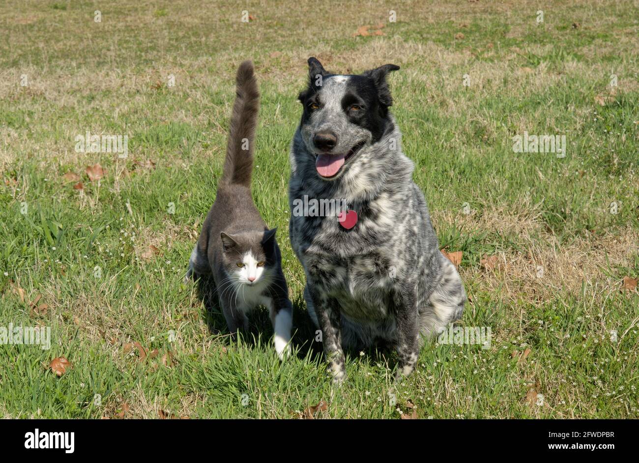 Cane macchiato bianco e nero seduto in erba, con un gatto grigio e bianco che cammina con sicurezza verso di lei Foto Stock