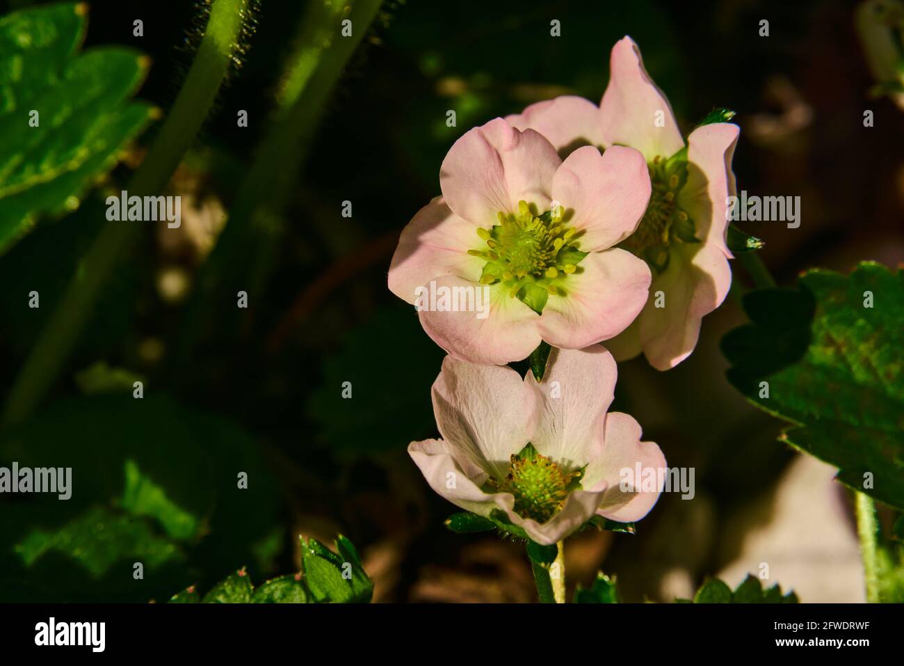 Pianta di fragole con fragole e fiori Foto Stock