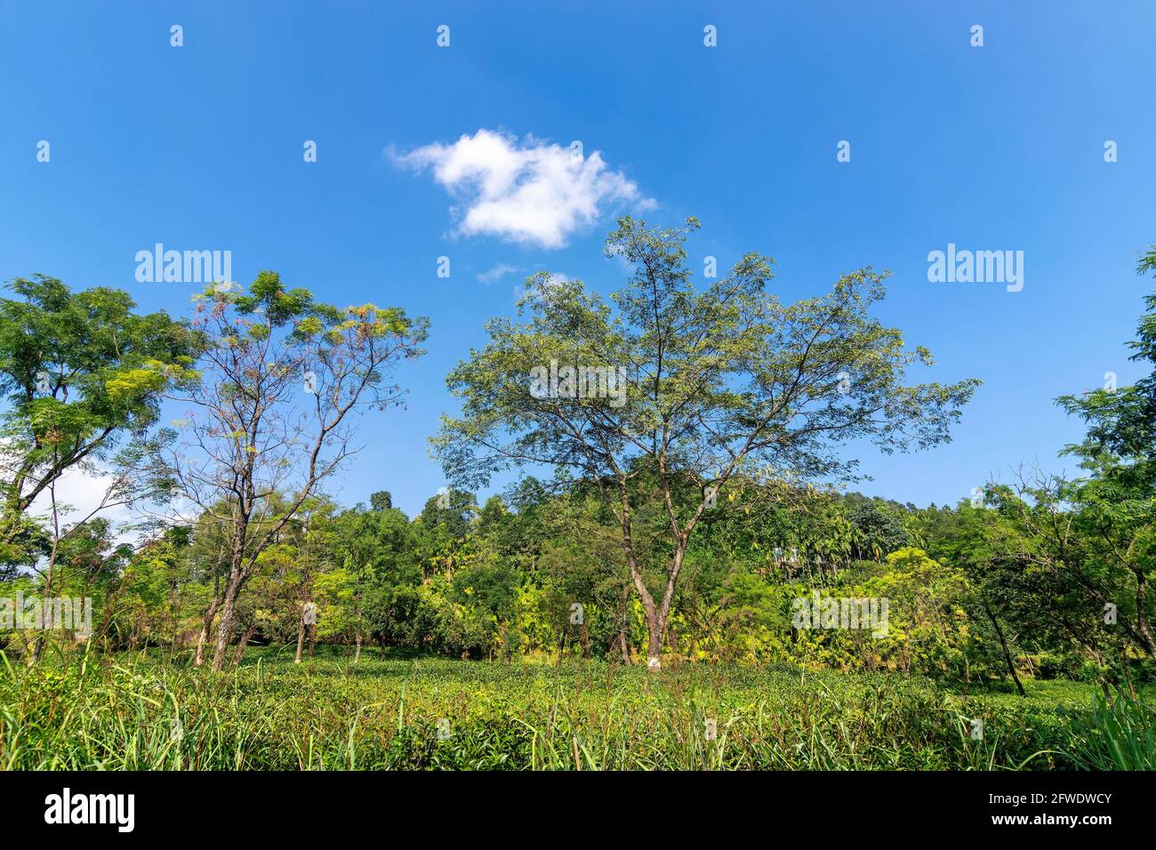 Vista sulla tenuta del tè Jhalong con alberi e cielo blu con una sola nuvola sopra - immagine stock di tenuta del tè Foto Stock