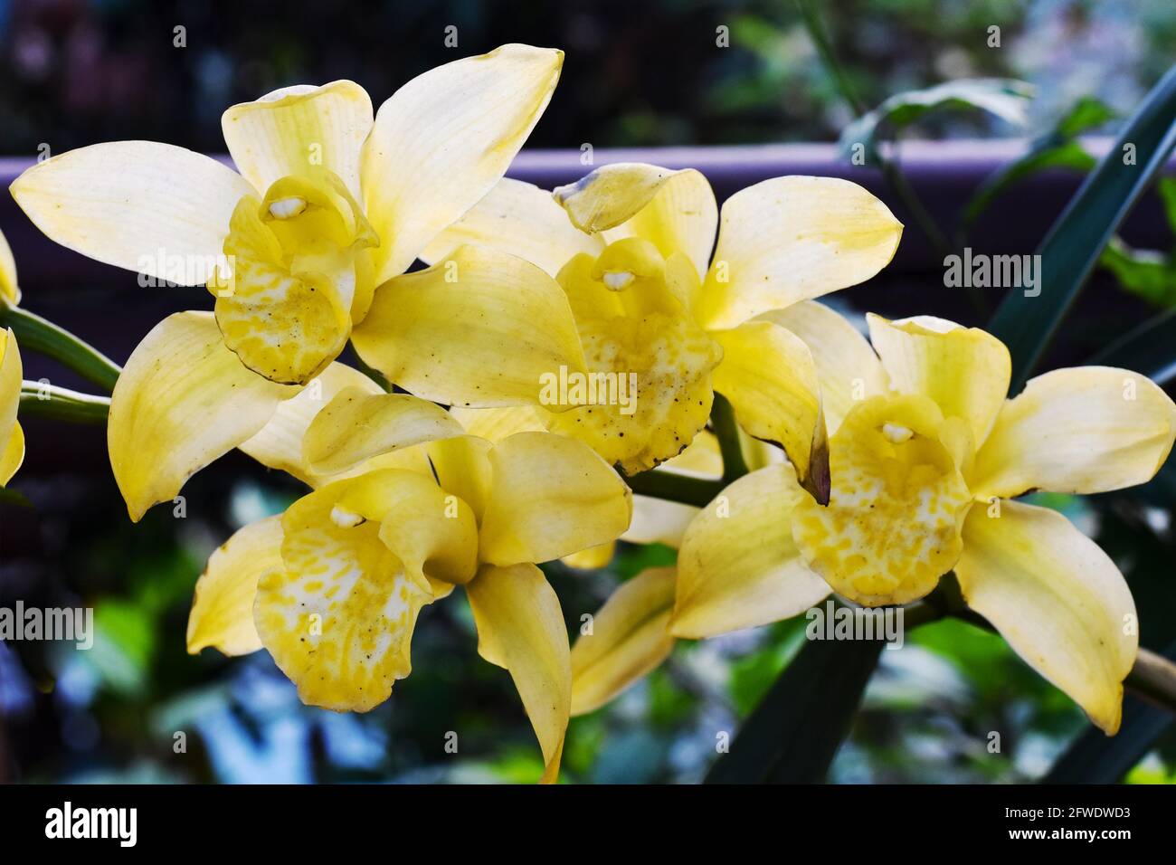 Cymbidium di colore giallo, comunemente noto come orchidea della barca Foto Stock