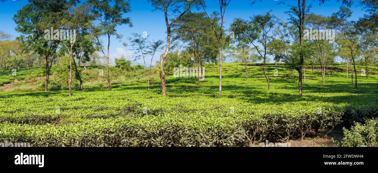 Vista panoramica della tenuta del tè di Jhalong con alberi e cielo blu sopra - immagine del patrimonio dell'azienda del tè. Sparato a Dooars , Bengala del Nord del Bengala Occidentale, India Foto Stock