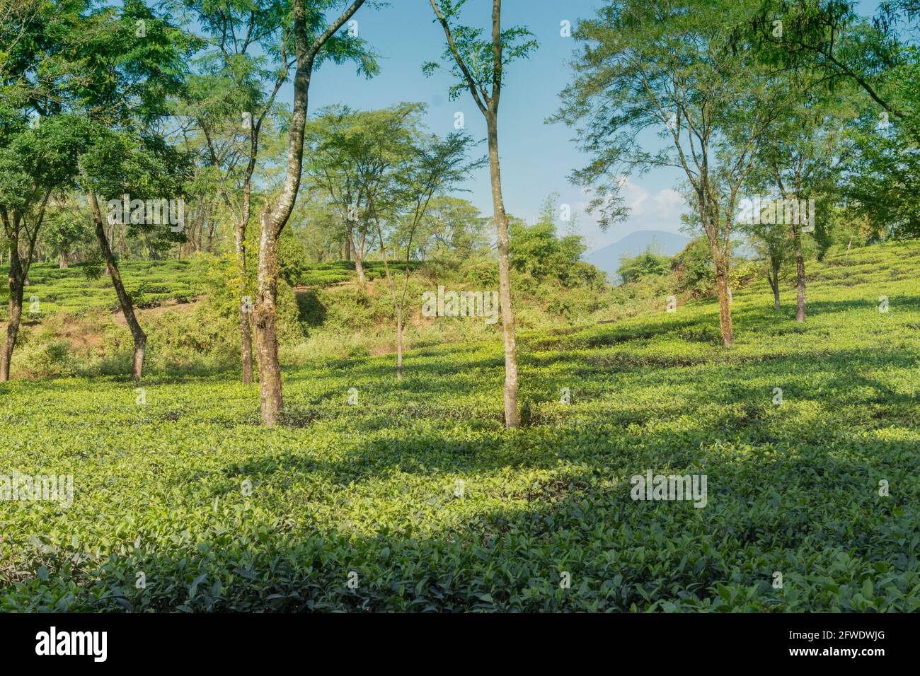 Tea tenuta di Dooars - Bengala del Nord, Bengala Occidentale, India. Il tè è il principale prodotto agricolo ed è esportato in tutto il mondo. Foto Stock