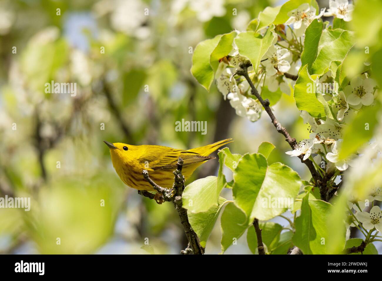Uccello Warbler giallo, (Setophaga petechia), maschio Foto Stock