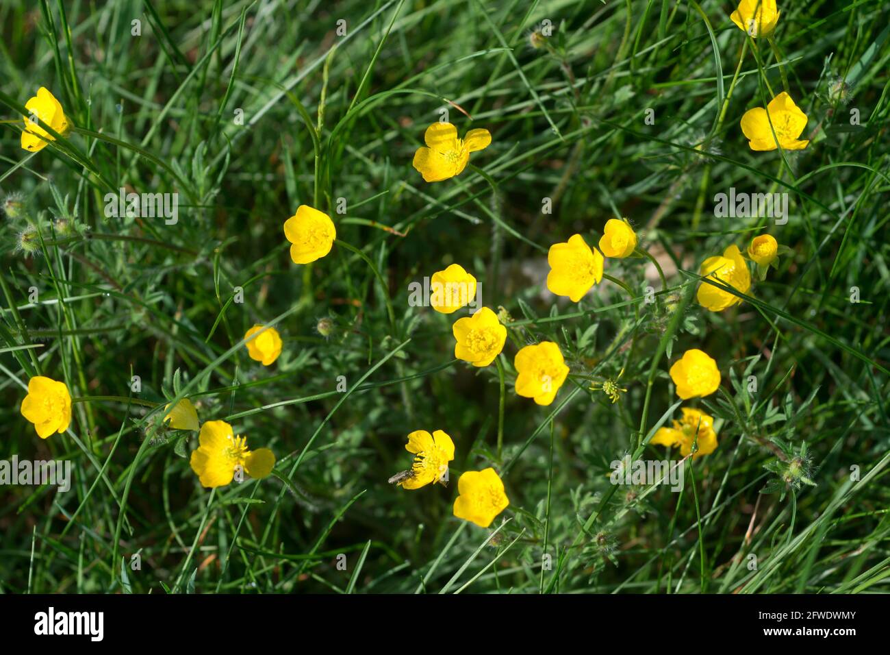 Ranunculus acris, prato butterCup primavera fiori gialli closeup fuoco selettivo Foto Stock