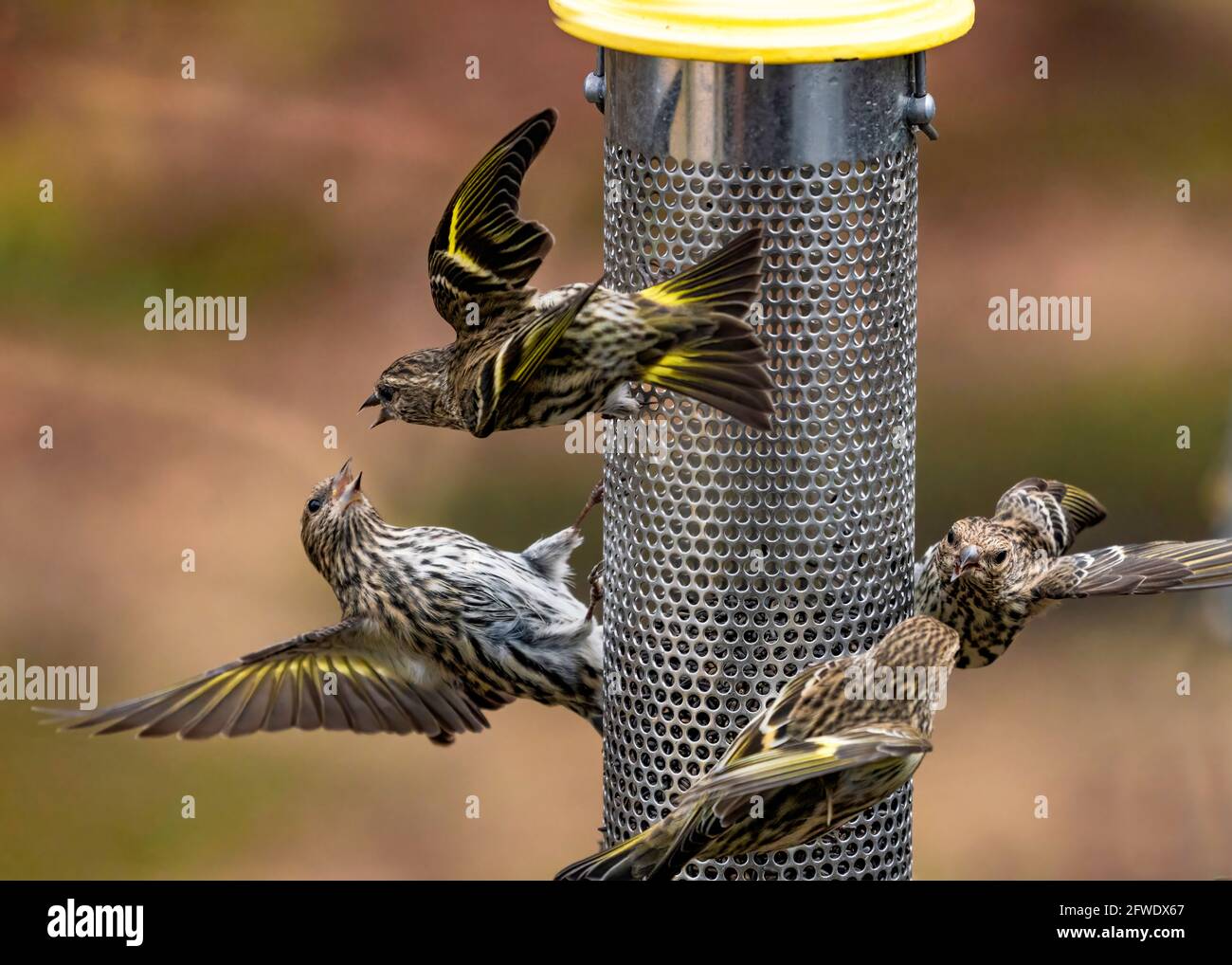 Gli uccelli con le ali si sparse fuori conversando e alimentando al alimentatore da giardino Foto Stock