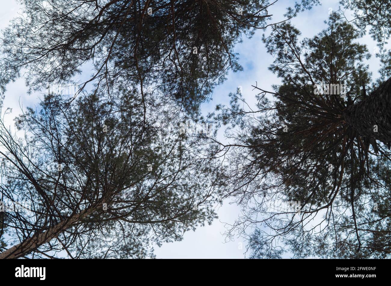 Cime di alberi e foglie contro il cielo blu. Sfondo astratto concetto di natura neutra. Inserire il testo. Foto Stock